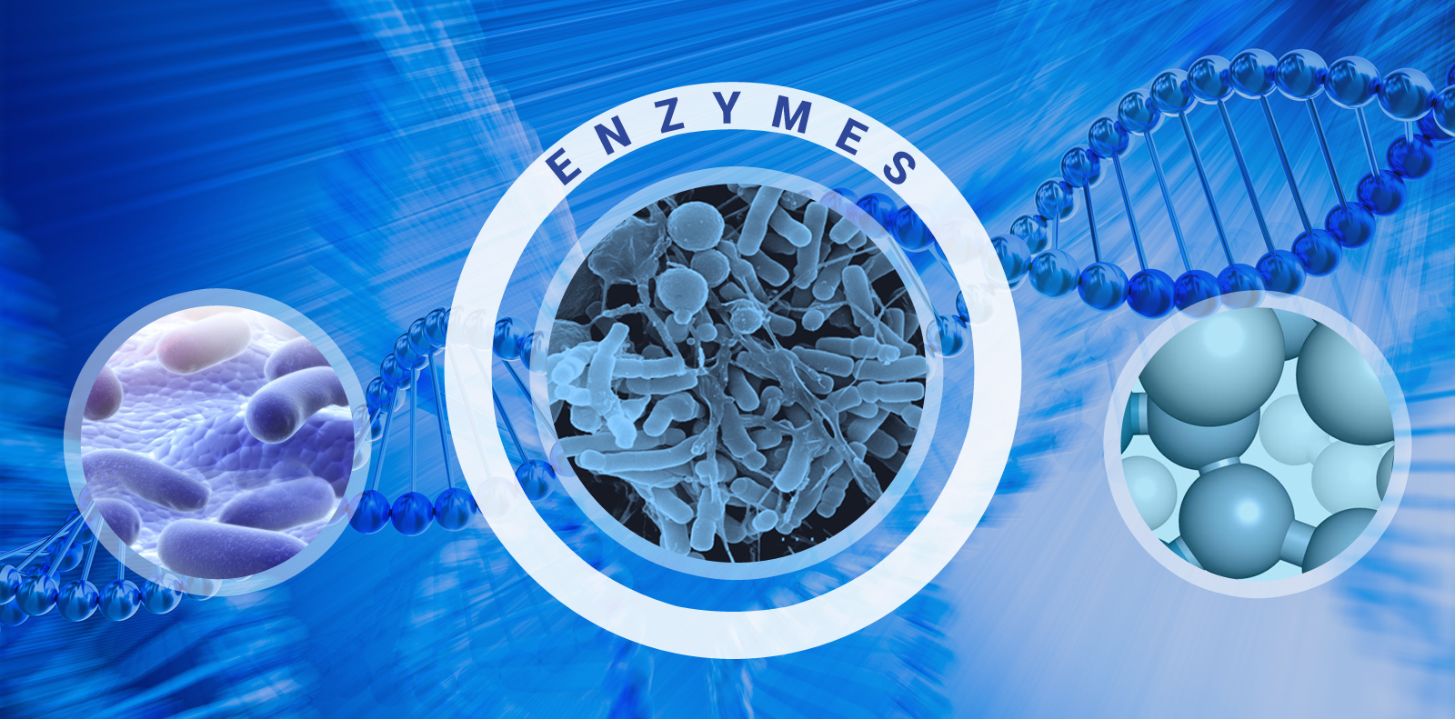 Enzymes