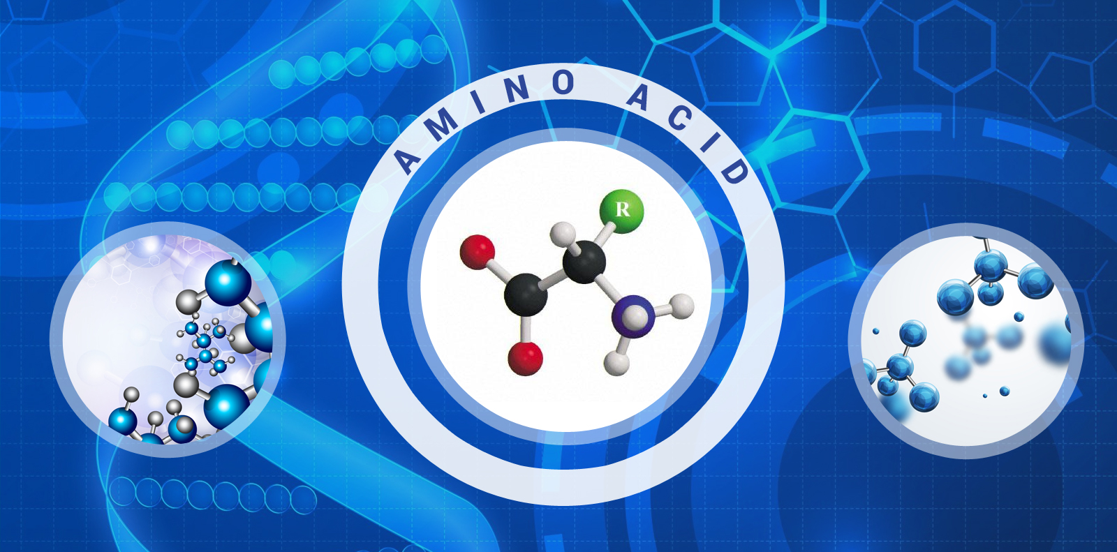 Amino Acid