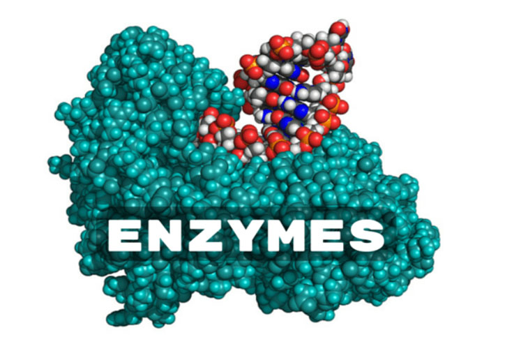 Enzymes