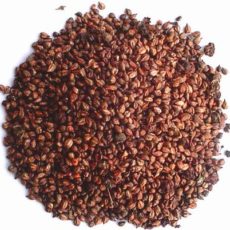 Grape Seed Extract